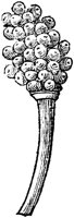 GPF531C.TIF