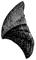 HPN038CC.TIF