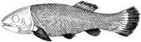 HPN038BT.TIF
