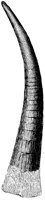 HPN040AU.TIF