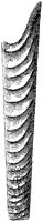 HPN039CP.TIF