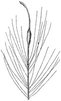 HPN055BS.TIF