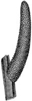 HPN055AU.TIF
