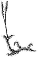 HPN054CH.TIF