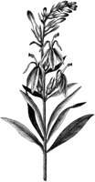 HPN062BD.TIF