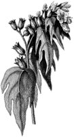 HPN061CI.TIF