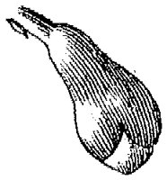 HPN061BL.TIF