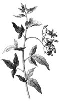 HPN061AL.TIF