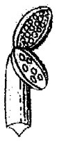 HPN060BL.TIF
