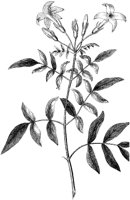 HPN060AT.TIF
