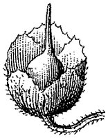 HPN059BG.TIF