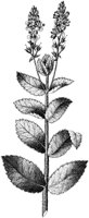 HPN059AC.TIF