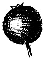 HPN067BC.TIF