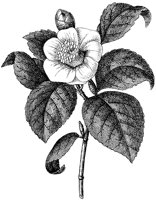 HPN066CA.TIF