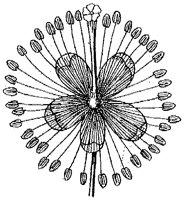 HPN066AZ.TIF