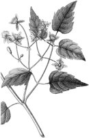 HPN064BA.TIF