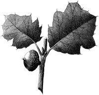 HPN070CA.TIF