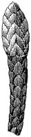 HPN070BS.TIF