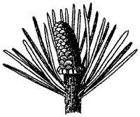 HPN070BO.TIF