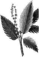 HPN070BH.TIF