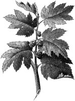 HPN070BG.TIF