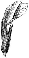 HPN068BO.TIF