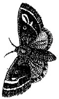 HPN077FU.TIF