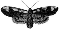HPN077FO.TIF