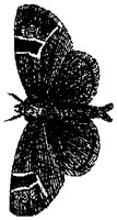 HPN077FN.TIF