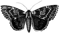 HPN077DT.TIF