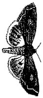 HPN077CP.TIF