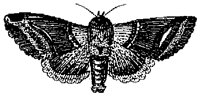 HPN077CO.TIF