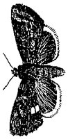 HPN077CH.TIF
