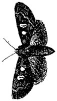 HPN077CG.TIF