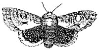 HPN077CE.TIF