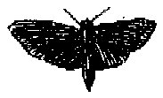 HPN077BQ.TIF