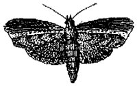 HPN077BO.TIF