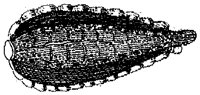 HPN075DP.TIF