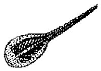 HPN079DG.TIF