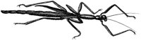 HPN078CQ.TIF