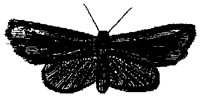 HPN077DX.TIF
