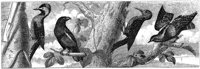 HPN096AA.TIF