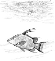 FNA044A.TIF
