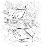 FNA042A.TIF
