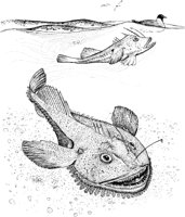 FNA036A.TIF
