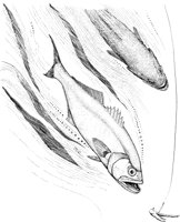 FNA034A.TIF