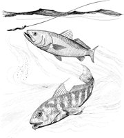 FNA032A.TIF