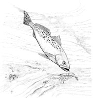 FNA031A.TIF