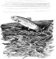 FNA030A.TIF