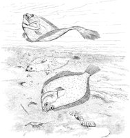 FNA029A.TIF
